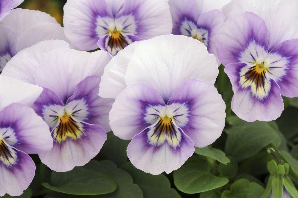 Viola Sorbet XP Rosa Halo Seeds for Elegant Pink Garden Flowers