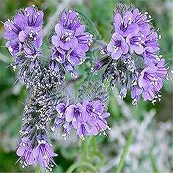 Sky Blue Fern for Planting Seasonal Bloomer Heirloom & GMO Free Seeds for Home Garden
Sale for planting in home garden