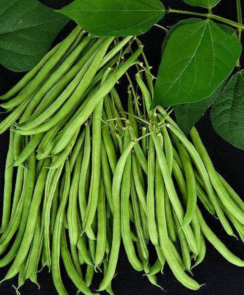 Pole Bean Vegetable Seeds Phaseolus vulgaris for Planting in Vegetable Patch
