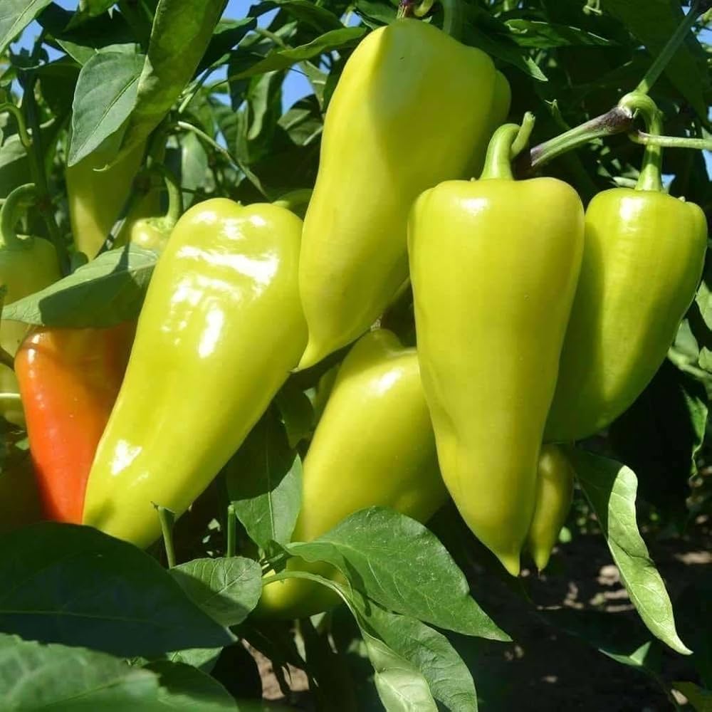 Yellow Bedder Pepper Planting Seeds