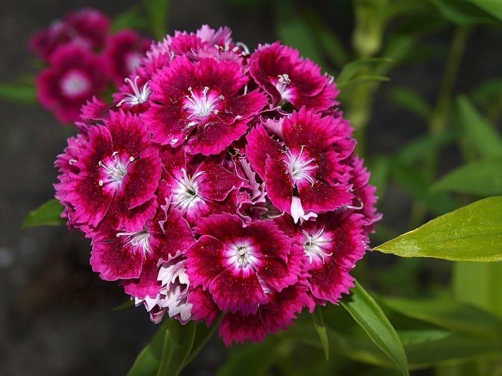 Mixed Color Sweet Scabious Flower Seeds