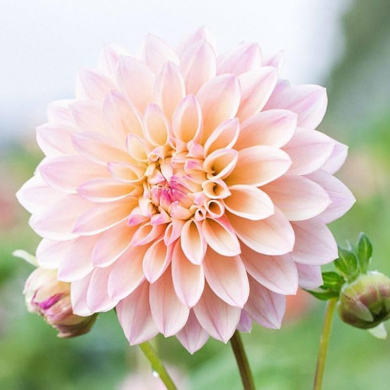 Cream Dahlia Flower Seeds for Planting Hardy Variety Heirloom & GMO Free Seeds for Home Garden
Sale