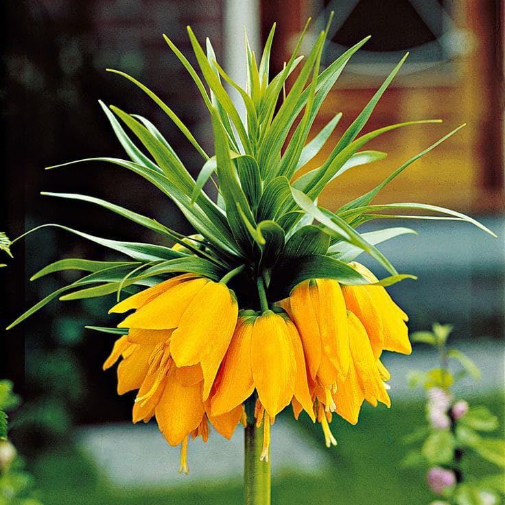 Yellow Imperial Crown Flower seeds for Planting - Pollinator Friendly, Heirloom & GMO Free Seeds for Home Garden