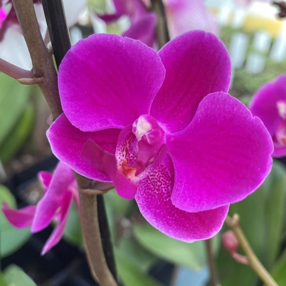 Violet Phalaenopsis Orchid Flower seeds for Planting - Garden Favorite, Heirloom & GMO Free Seeds for Home Garden
Sale seeds for home garden