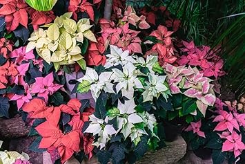 Multi-Colored Poinsettia Flower seeds blooming in flower beds, containers, borders, and pollinator-friendly gardens