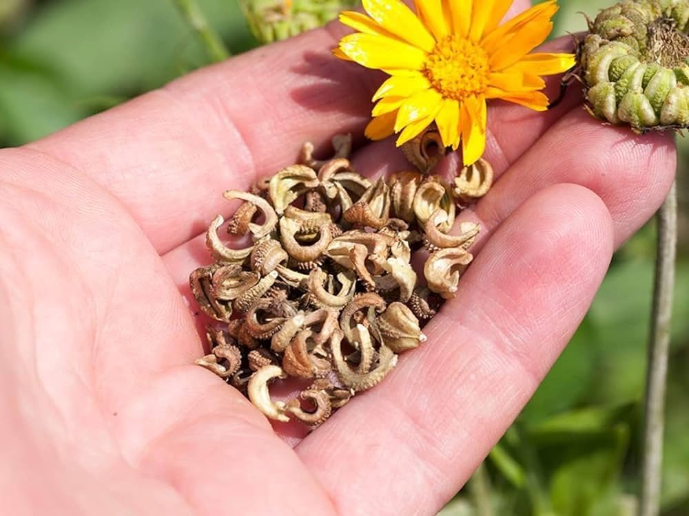 Calendula Flower Seeds for Planting home garden flower bed