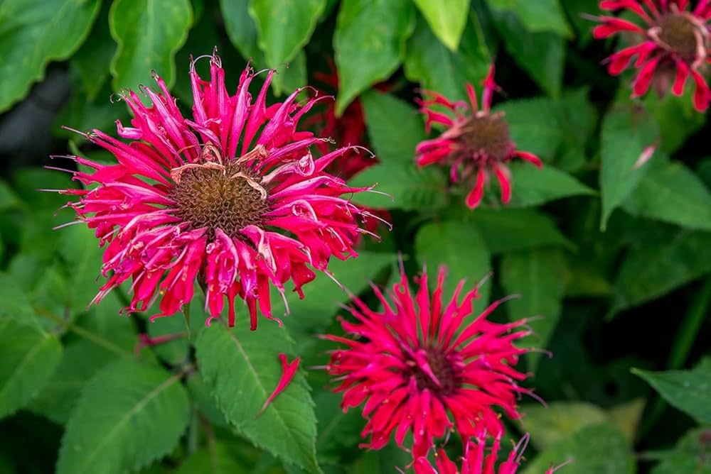 Red Bergamot Monarda Flower seeds blooming in flower beds, containers, borders, and pollinator-friendly gardens