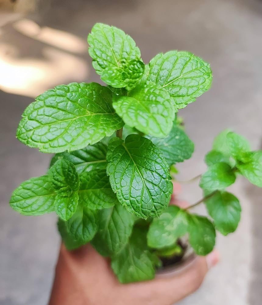 Green Water Mint Seeds for Planting Perennial Water Garden Herb