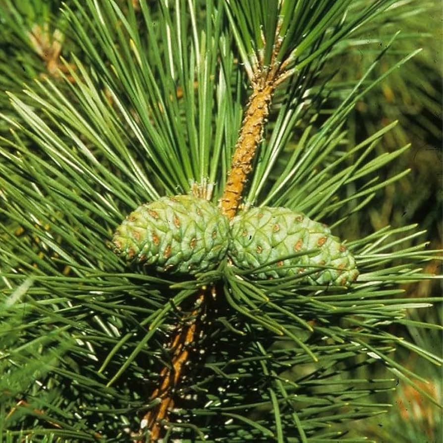 Bungeana Pine Planting Seeds for Gardening