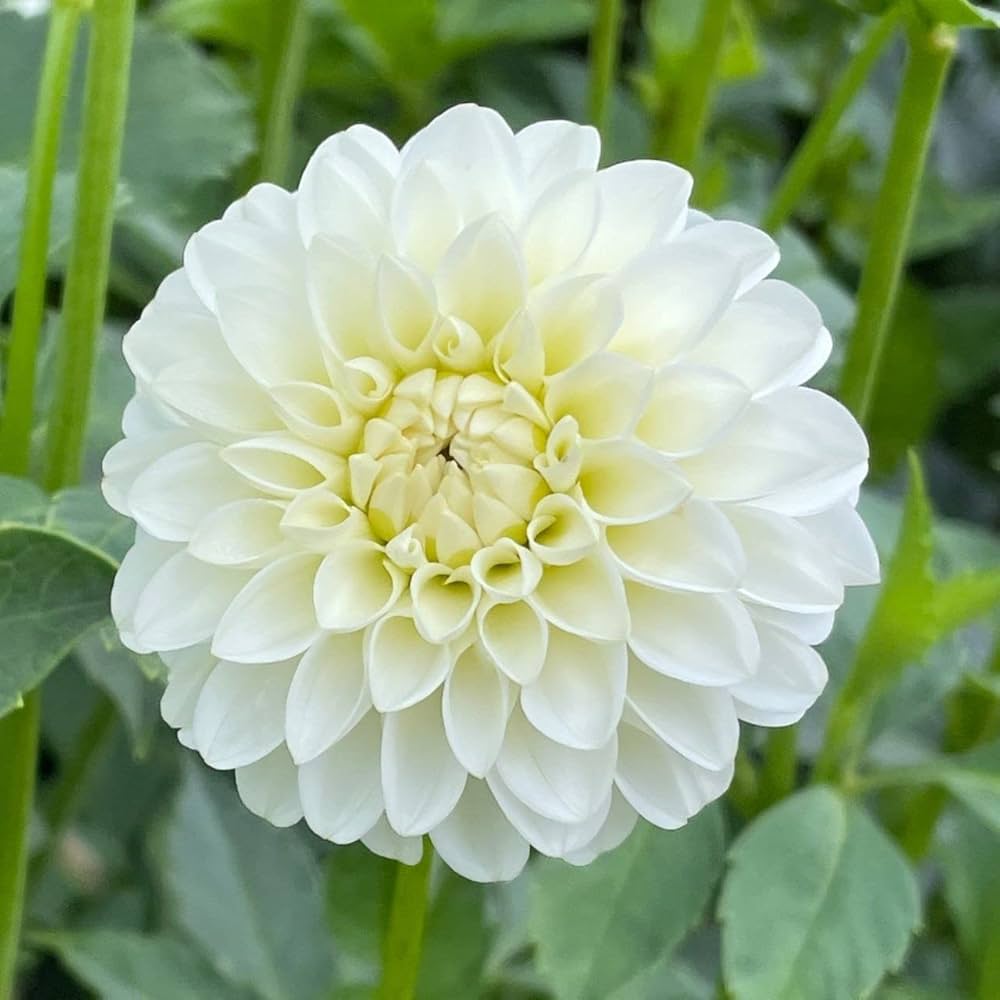 White Swan Dahlia Flower seeds for Planting - Easy to Grow, Heirloom & GMO Free Seeds for Home Garden
