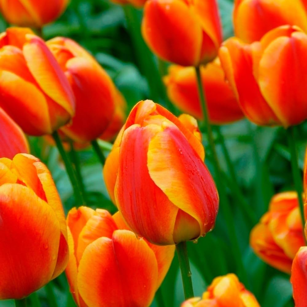 Orange Tulip Flower seeds blooming in flower beds, containers, borders, and pollinator-friendly gardens