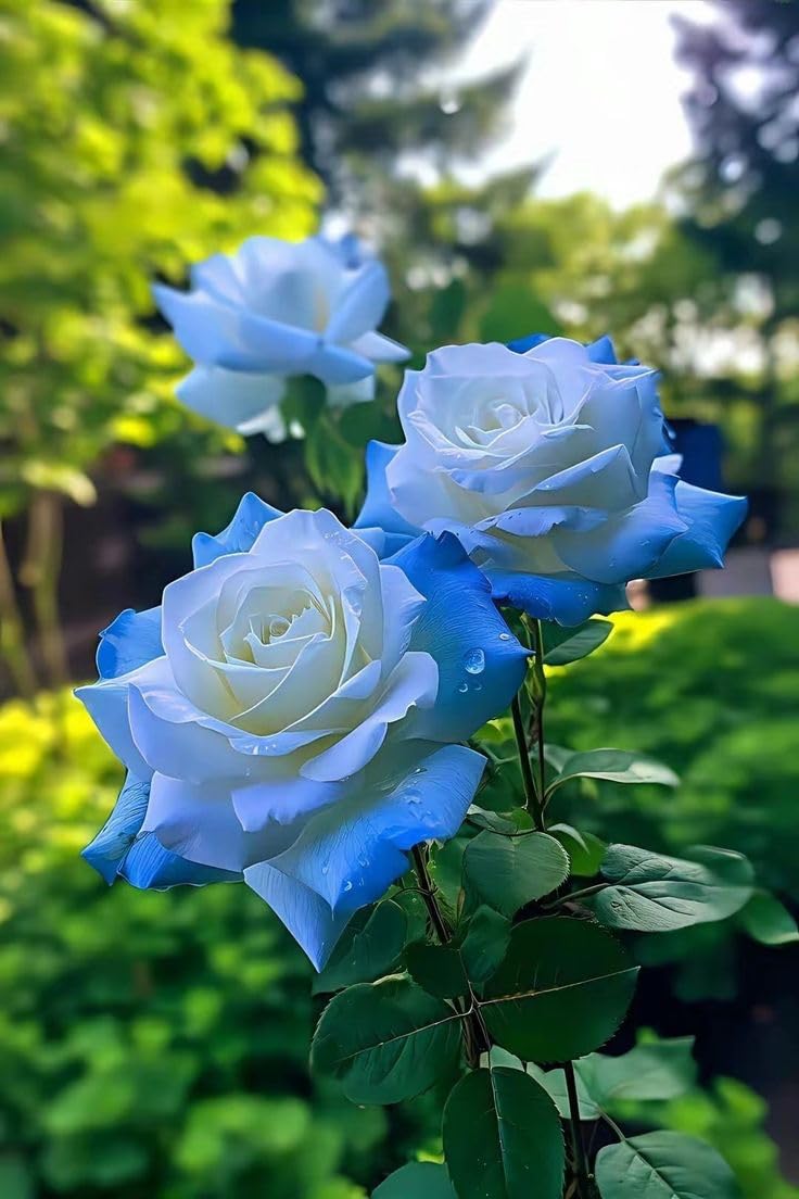 Light Blue Osiria Rose Seeds for Planting - Unique Flower Variety - Evergrowseeds
