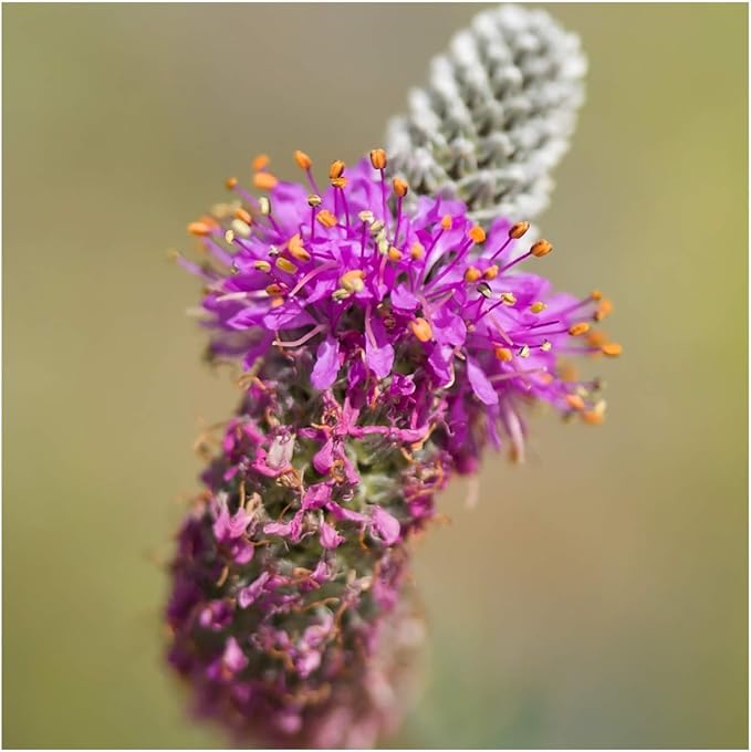 Purple Prairie Clover Seeds for Vibrant, Purple Flowers