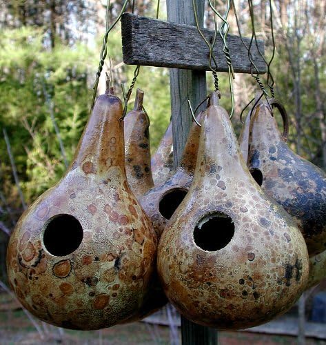 Kettle Gourd Seeds For Planting Large Fruits Vegetable Seeds