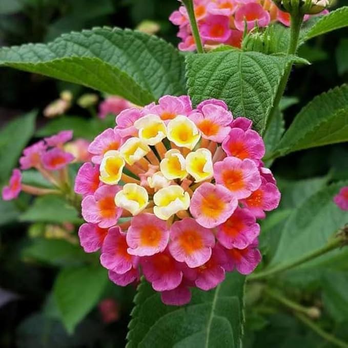 MultiColored Lantana Flower Seeds for Planting – Heirloom NonGMO Organic Garden Seeds with High Germination Sale