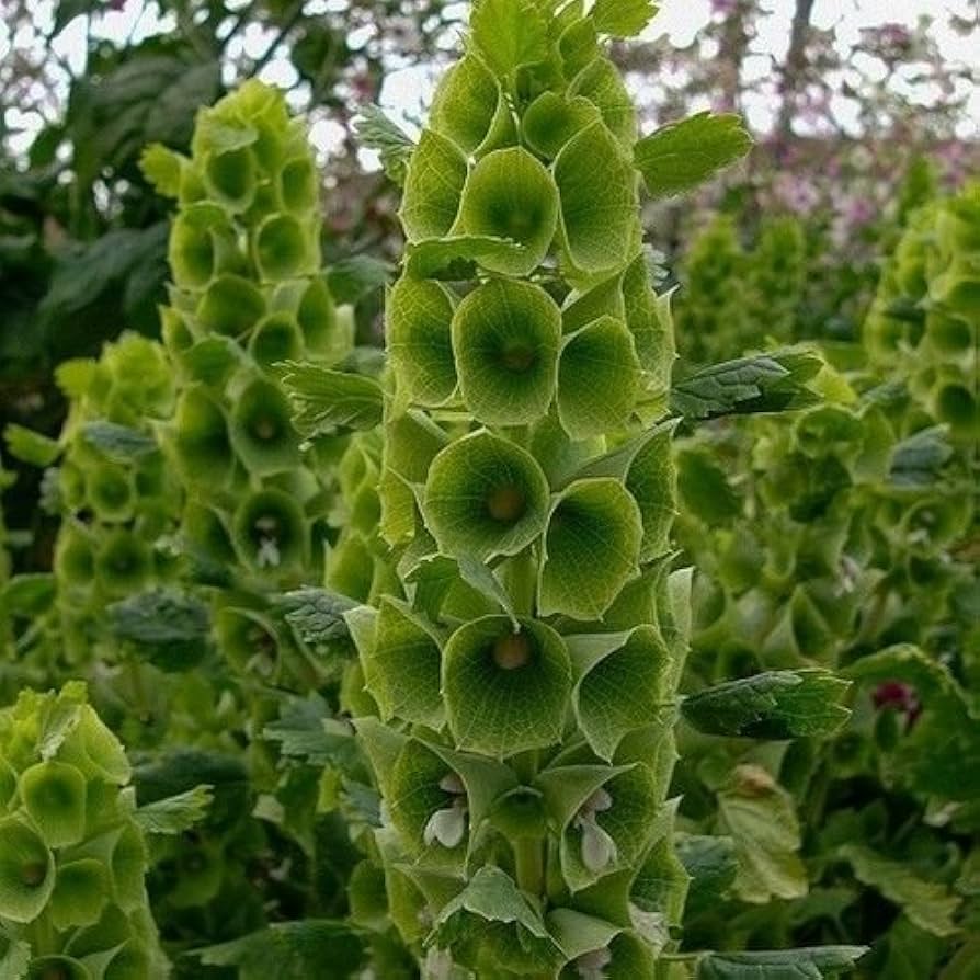 Moluccella Laevis Seeds for Planting Moluccella laevis for flower beds and floral arrangements