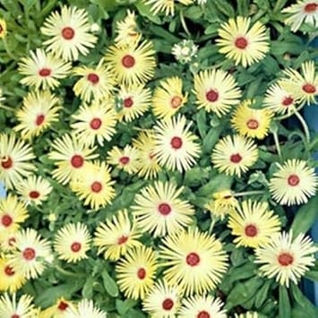 Yellow Red Ice Flower seeds for Planting - Hardy Variety, Heirloom & GMO Free Seeds for Home Garden
Sale for planting in home garden.