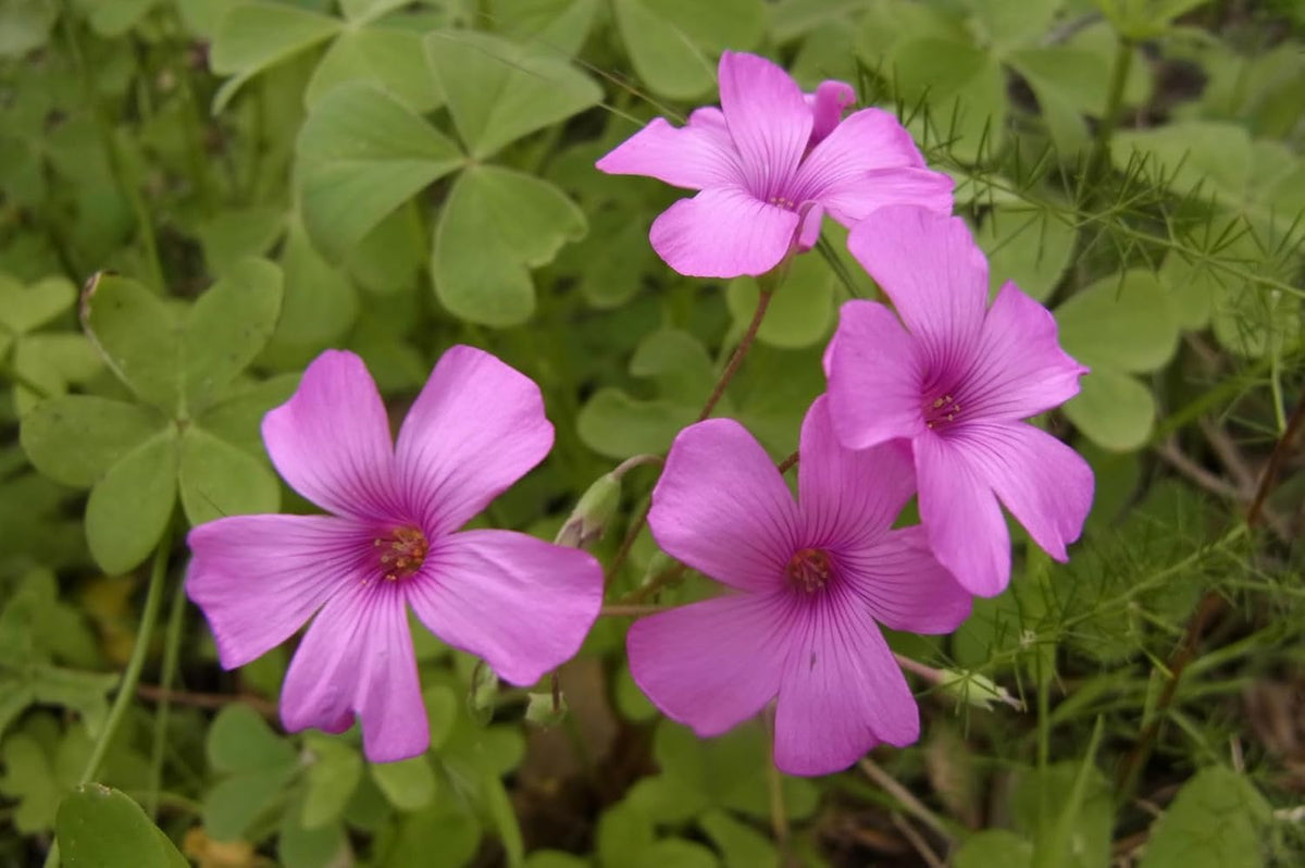Oxalis Articulata Flower seeds blooming in flower beds, containers, borders, and pollinator-friendly gardens