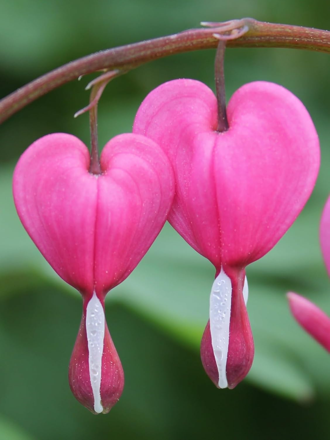 Poof Flower seeds for Planting - Fragrant Blossoms, Heirloom & GMO Free Seeds for Home Garden
Sale seeds for home garden