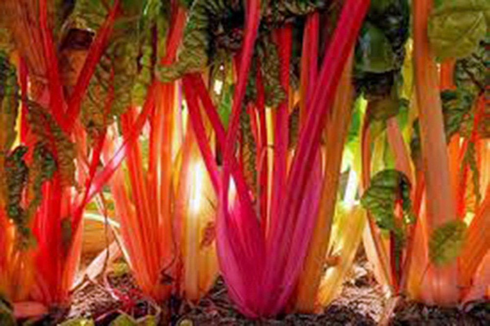Swiss Chard Seeds for Planting Beta vulgaris for raised beds and vegetable gardens