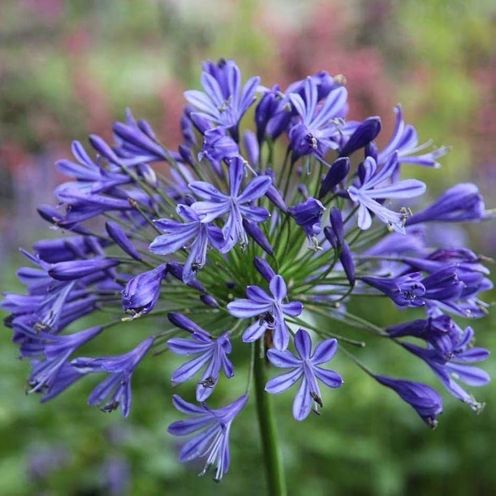 Mix Agapanthus Flower seeds blooming in flower beds, containers, borders, and pollinator-friendly gardens