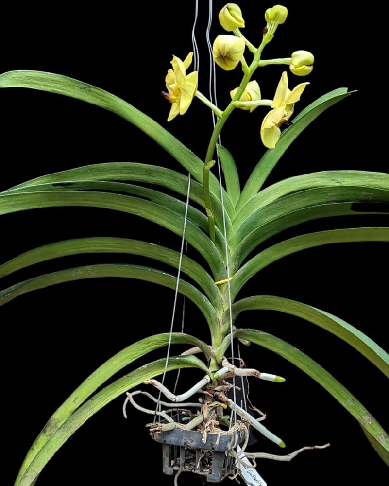Orchid Balcony Seeds for Planting Dendrobium spp. for balcony gardens and indoor spaces