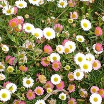 Mixed Karvinskianus Flower seeds blooming in flower beds, containers, borders, and pollinator-friendly gardens