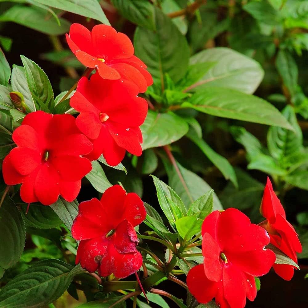 Impatiens Impatiens balsamina Blue Spring Seeds for Planting indoor pots outdoor shade