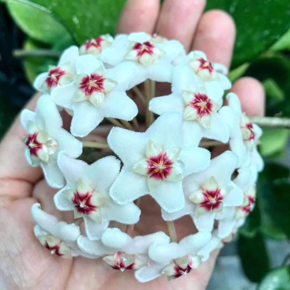 Evergrowseeds Hoya Orchid flower seeds for indoor gardening, showcasing small seed packets with vibrant flower illustrations and branding.