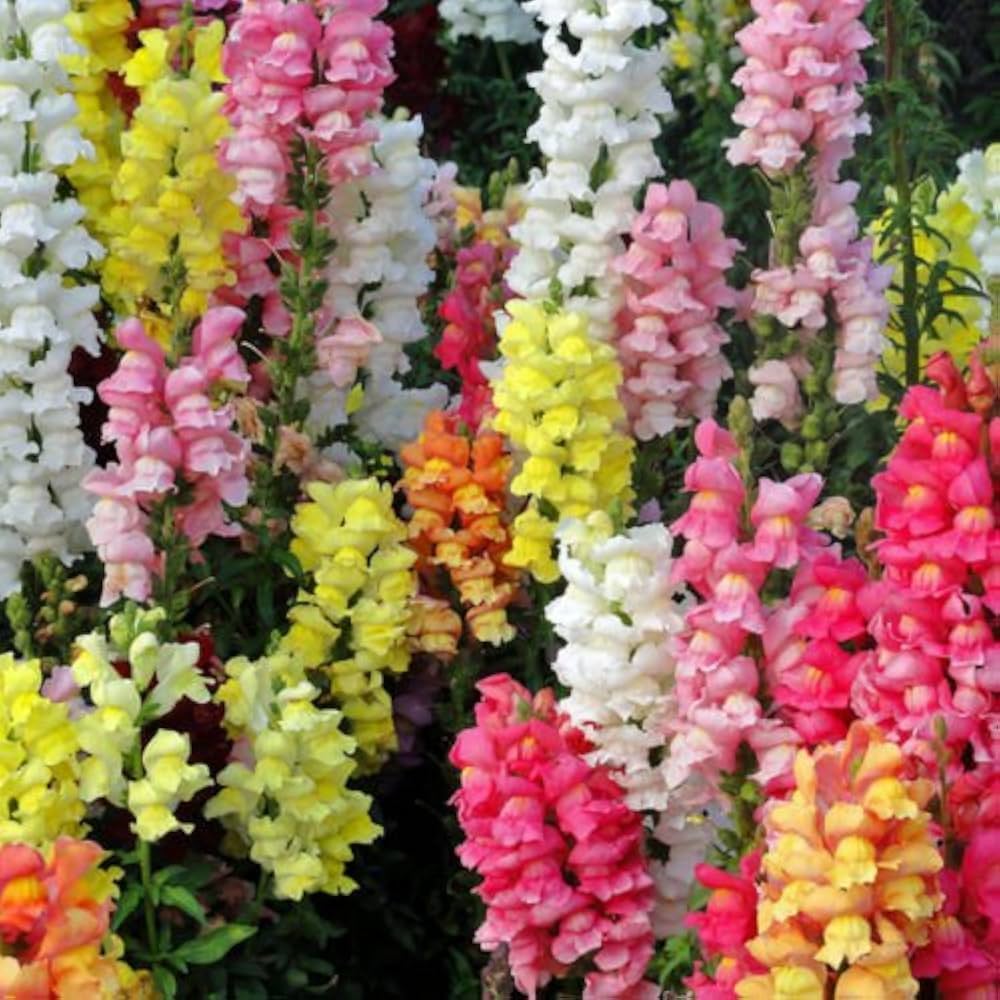 Snapdragon Flower seeds for Planting Garden Favorite Heirloom & GMO Free Seeds for Home Garden
