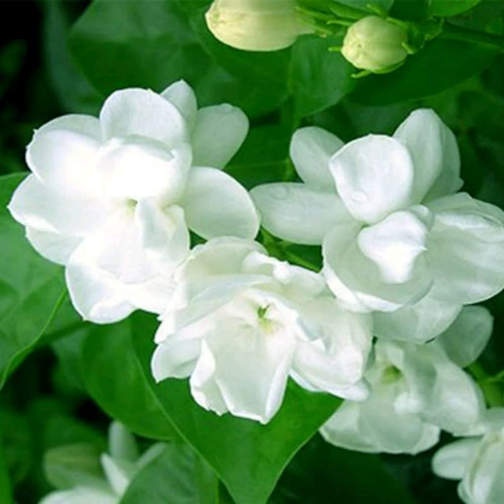 White Jasminoides Flower seeds for Planting - Garden Favorite, Heirloom & GMO Free Seeds for Home Garden
Sale seeds for planting in home garden
