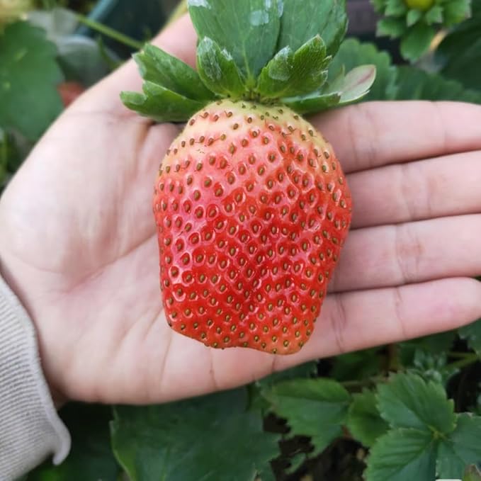 Super Large Strawberry Seeds for Giant, Sweet Berries