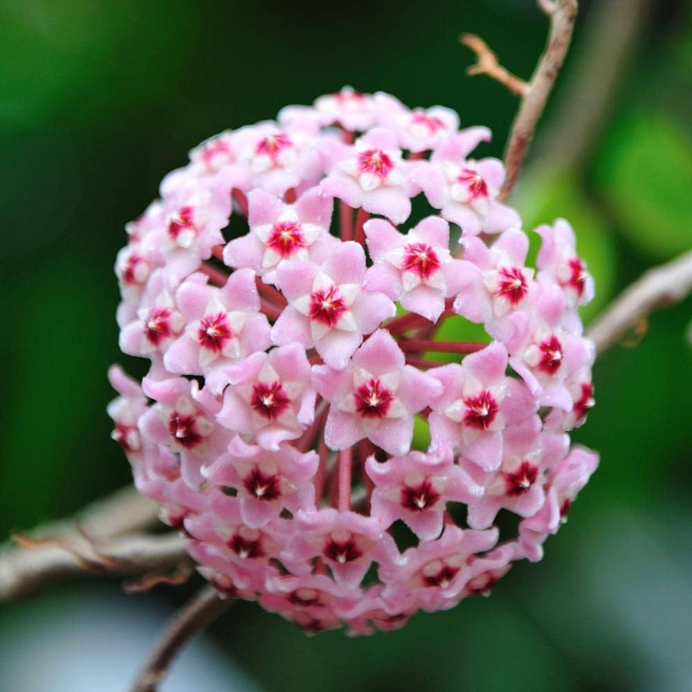 Purple White Hoya Carnosa Flower Seeds for Planting Wildflower Mix Heirloom & GMO Free Seeds for Home Garden
Sale