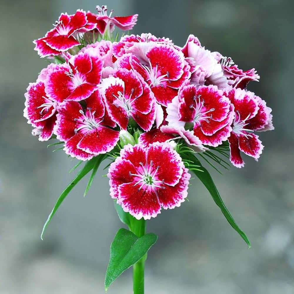 Dianthus Flower seeds for Planting - Low Maintenance, Heirloom & GMO Free Seeds for Home Garden
