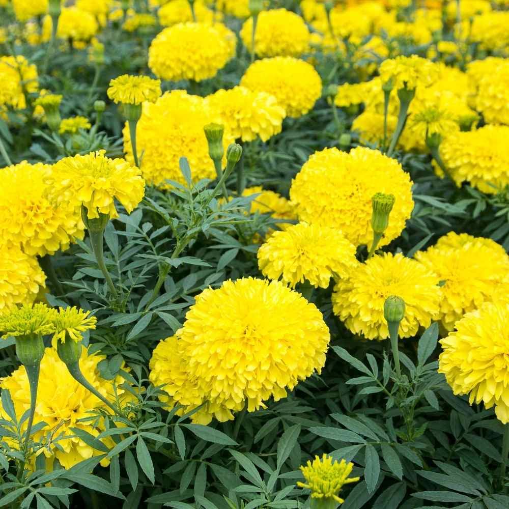 Marigold Flower seeds blooming in flower beds, containers, borders, and pollinator-friendly gardens