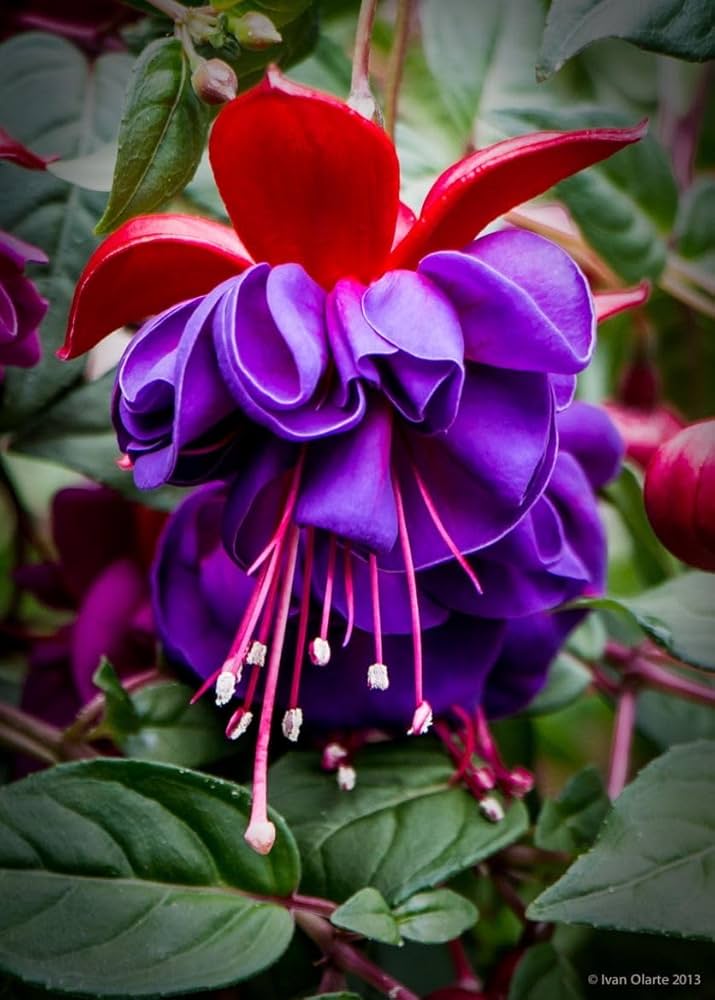 Purple Fuchsia Flower seeds blooming in flower beds, containers, borders, and pollinator-friendly gardens