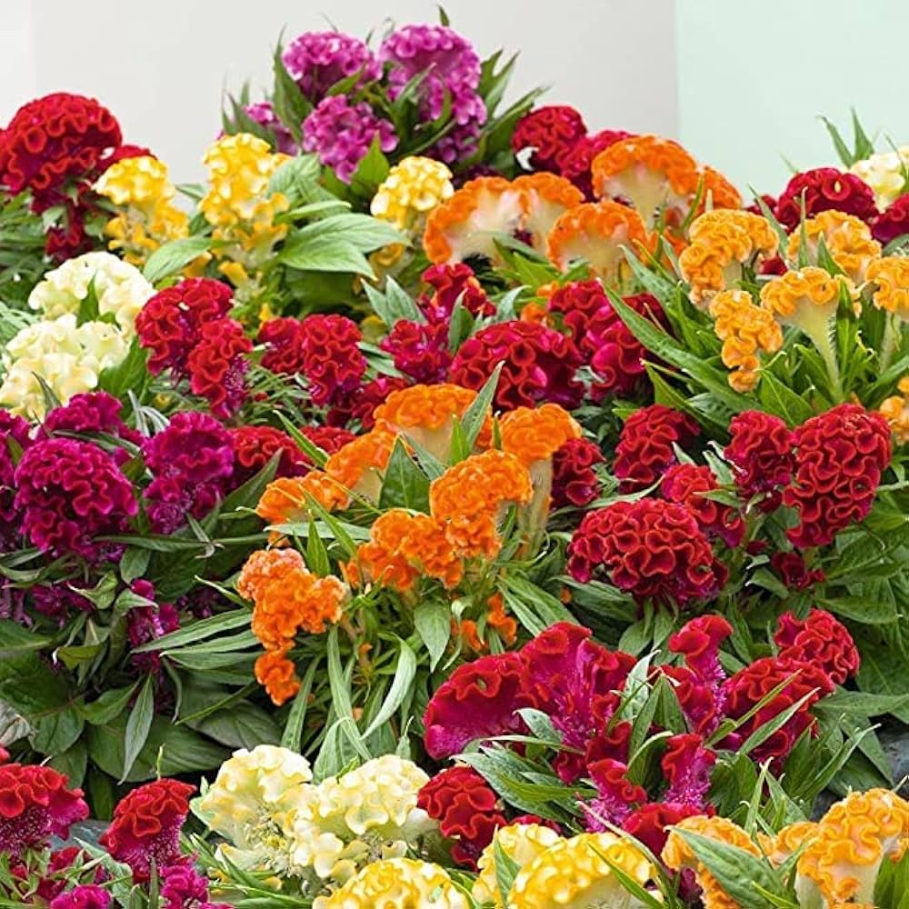 Cockade Flower Seeds – American Heirloom Perennial for Wildflower Gardens