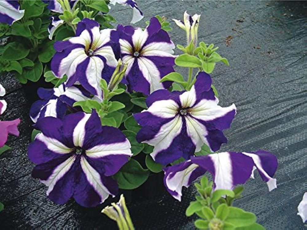 Violet White Petunia Petals Planting Seeds: Delightful Floral Addition for Your Landscape