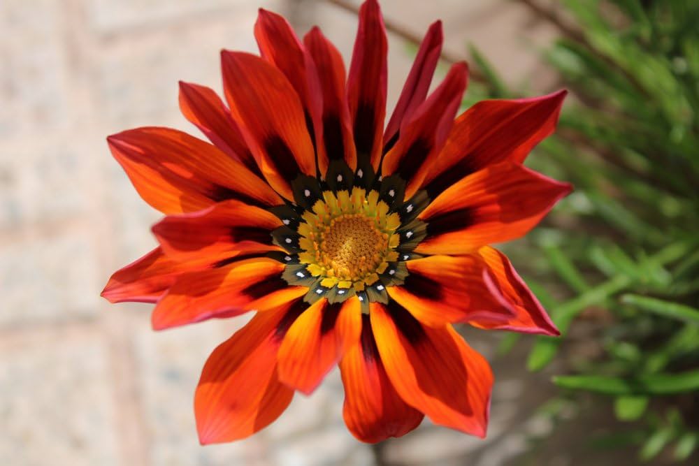 Talent Reds Gazania Gazania rigens Seeds for Planting home garden flower bed Heirloom Non-GMO Seeds