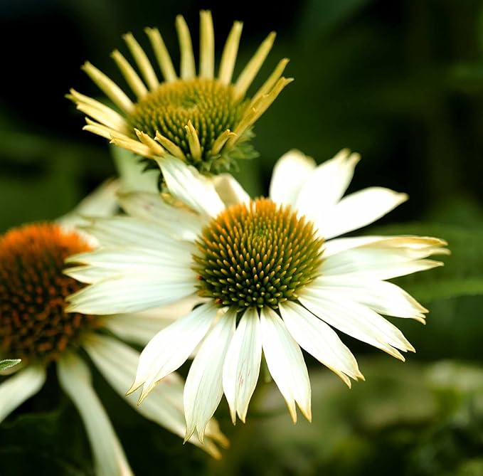 White Coneflower Echinacea Seeds for Beautiful White Blooms