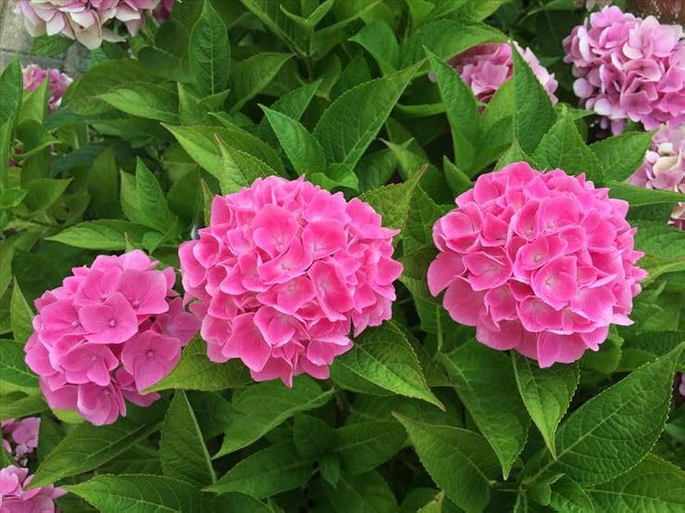 Pink Hydrangea Flower seeds for Planting - Cottage Garden Essential, Heirloom & GMO Free Seeds for Home Garden