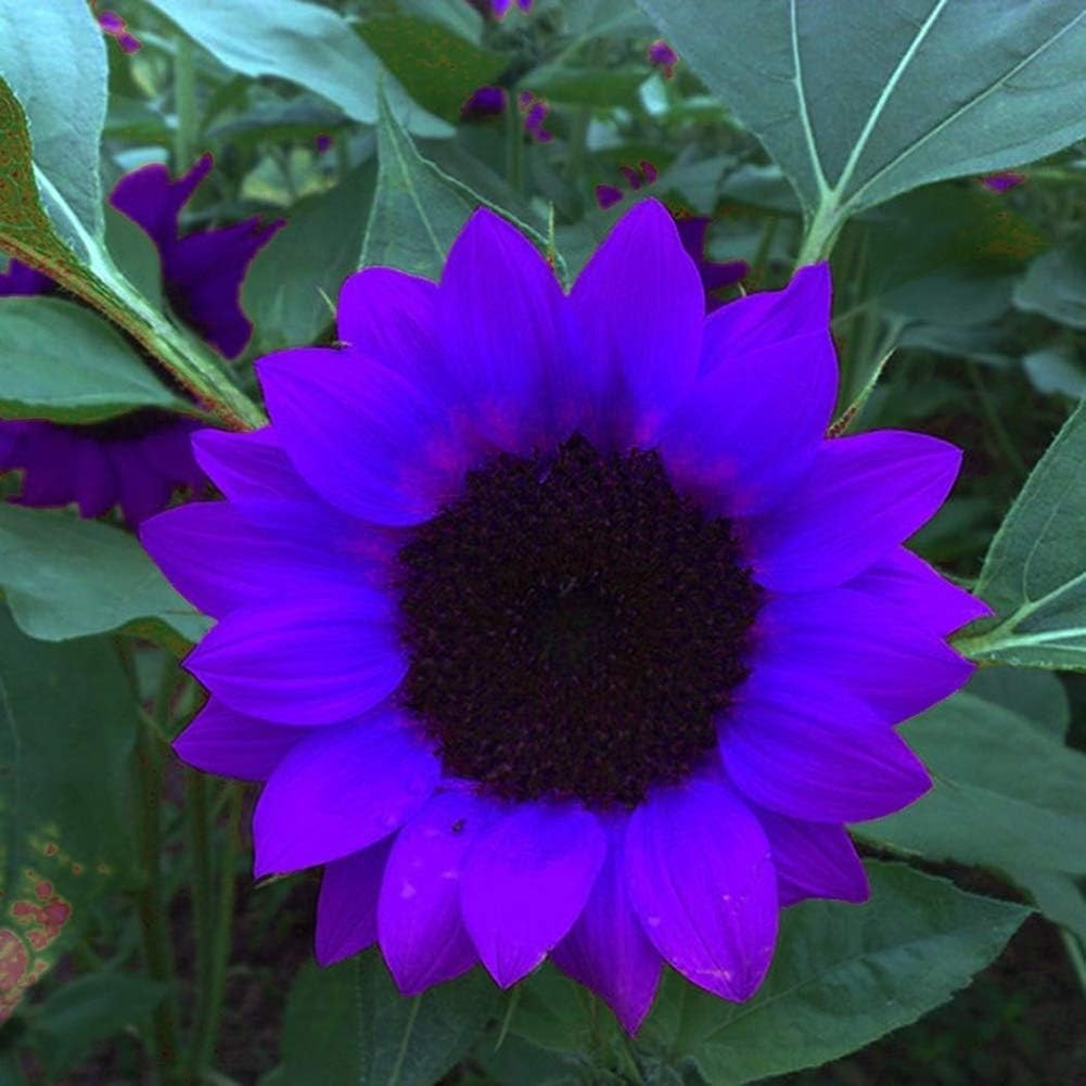 Sunflower Seeds To Plant Purple Ornamental Home Garden Yard Farm Office Decor Non-Gmo Best Selling