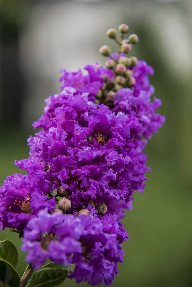 Mixed Crepe Myrtle Flower seeds for Planting - Bright Blooms, Heirloom & GMO Free Seeds for Home Garden