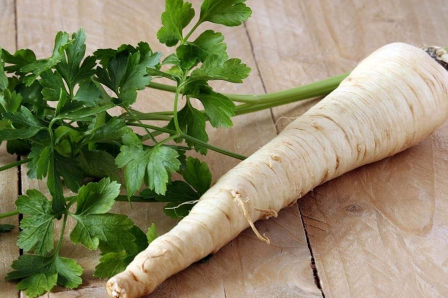 Hamburg Rooted Parsley Petroselinum crispum for planting in vegetable patch