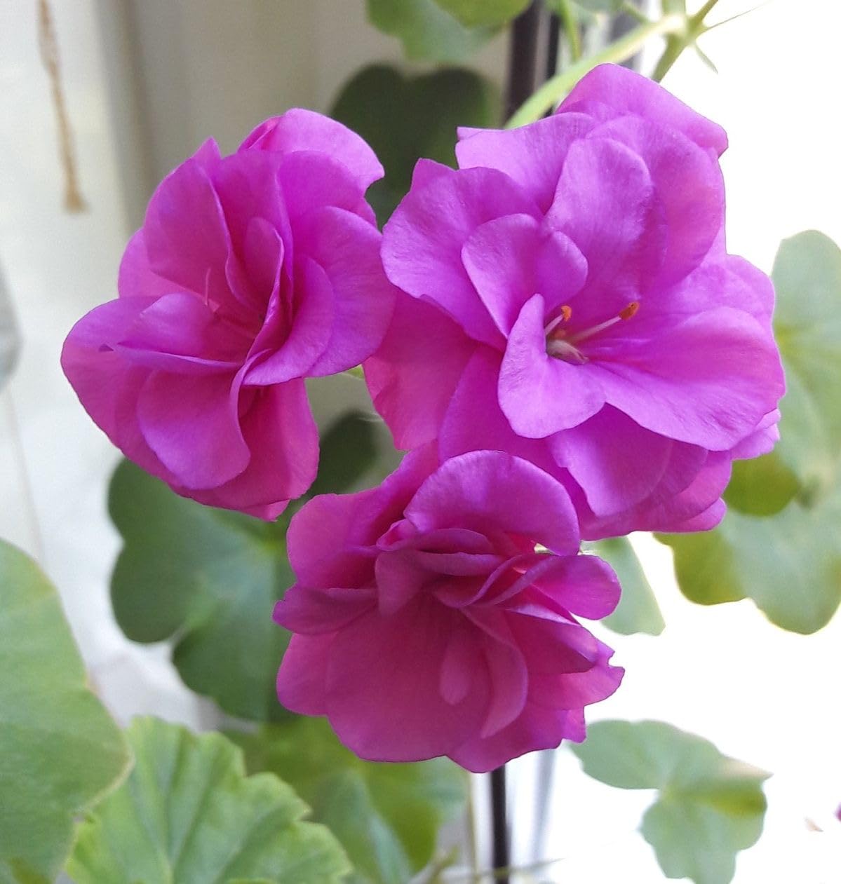 Purple Univalve Geranium Flower seeds for Planting Long Bloom Season Heirloom & GMO Free Seeds for Home Garden