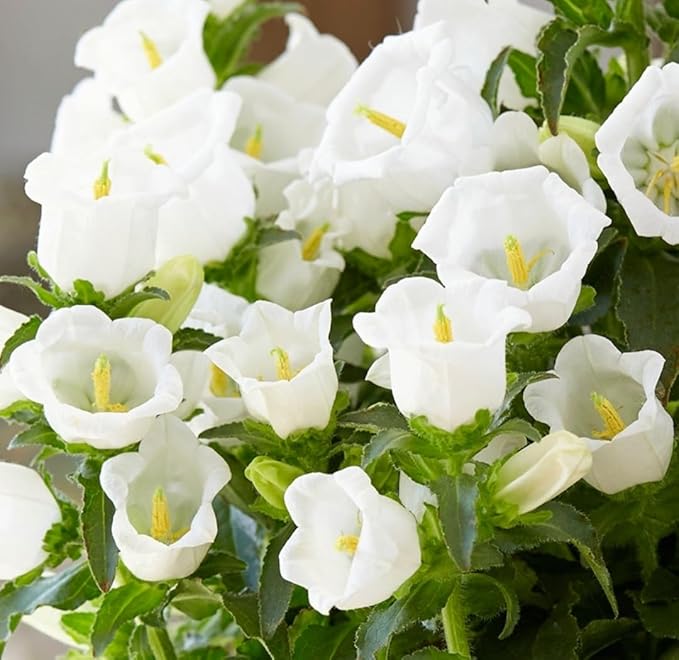 Campanula Canterbury Double White Bell Seeds for Graceful White Flowers