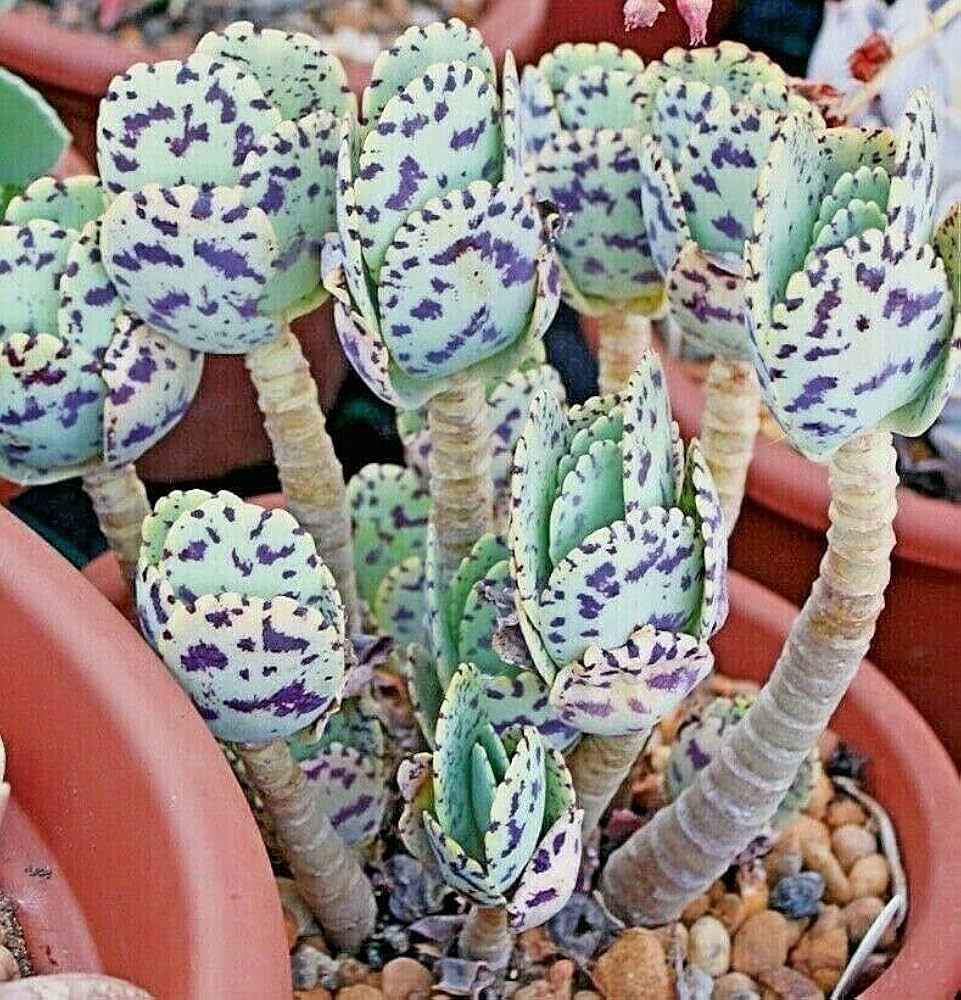 Kalanchoe Kalanchoe spp. Seeds for Planting - Perfect for Home Garden & Flower Bed