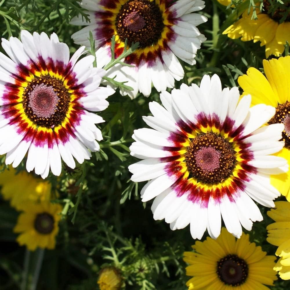 White Chrysanthemum Carinatum Flower seeds for Planting - Fragrant Blossoms, Heirloom & GMO Free Seeds for Home Garden
Sale seeds for planting in home garden