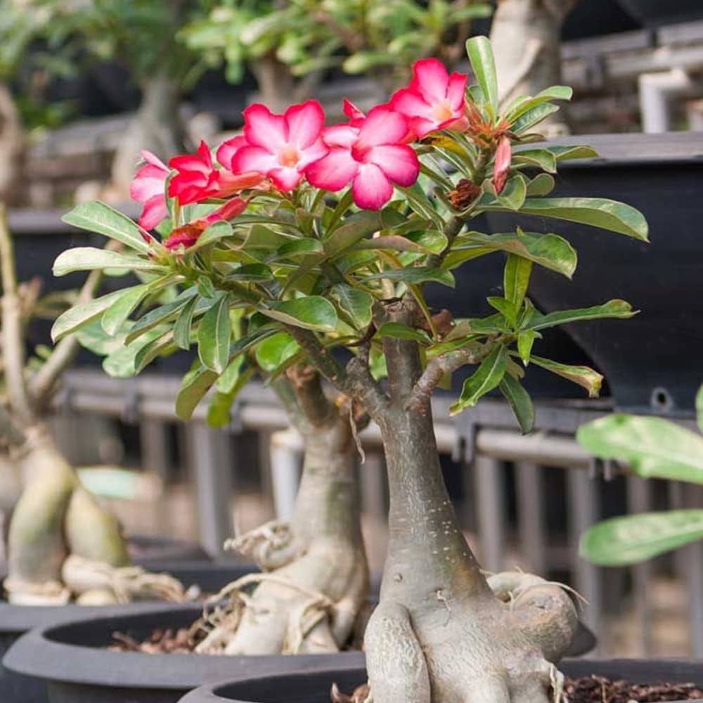 Pink Adenium Obesum Seed for Plantings for Planting for Easy Planting Heirloom Non-GMO Seeds