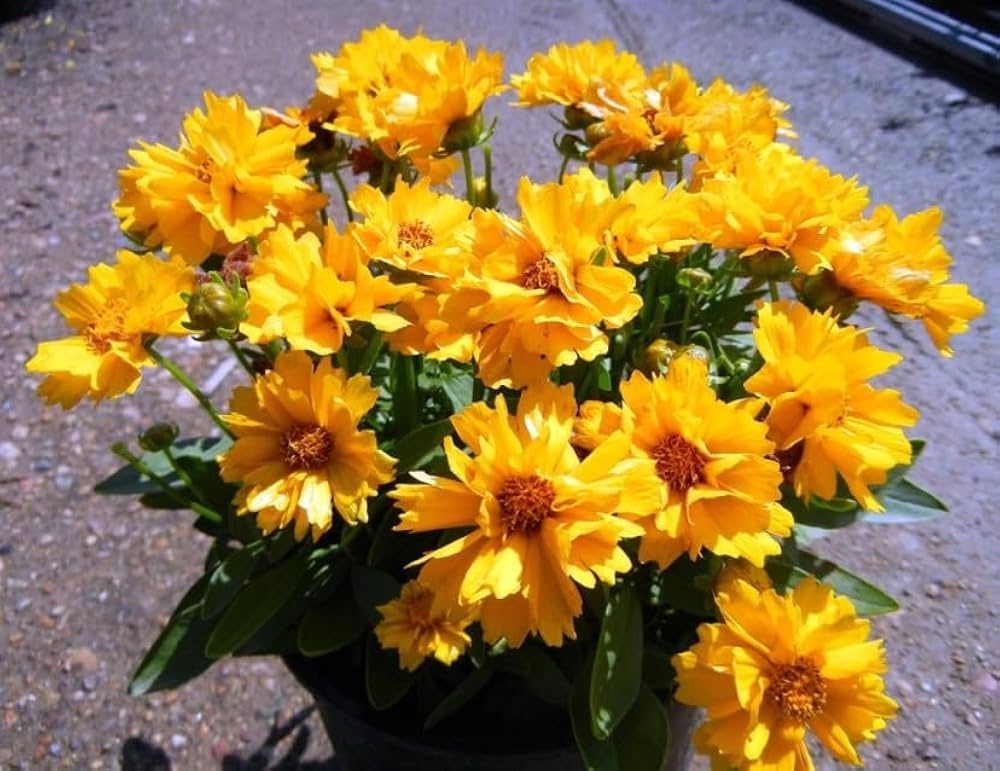 Leavenworth's Tickseed Seeds for Planting Coreopsis Leavenworthii for Wildflower Gardens